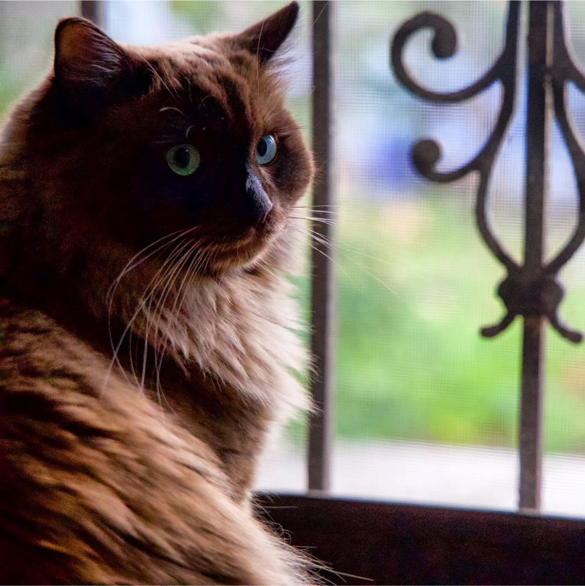 atlantapetlife's tweet photo. Whisker Wednesday: Ascending the weekly hump with regal determination! 🐱👑 This cat's got that midweek mojo on lock.

Let's conquer this Wednesday with style, Atlanta! 😺🌟
😺Kingston

#WhiskerWednesday #CatsofAtlanta #MidweekMojo #RegalCat #PawsAndPlay #AtlantaAdventures https://t.co/lyIDk3sAOw