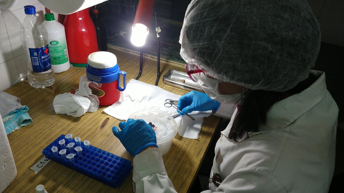 Hoy estuvimos trabajando con <a href="/CarolinaFabio2/">Carolina Fabio</a> extrayendo muestras para proyecto expresión génica luego de alcohol prenatal, conjunto con investigadores de  <a href="/UniTeramo/">Università di Teramo</a>