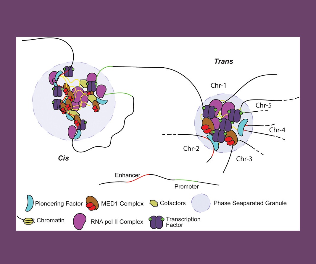 Horizons in Molecular Biology (@horizonsmolbio) on Twitter photo (1/2) Meet our Horizons speaker: Professor Dimple Notani <a href="/DimpleNotani/">Dimple Notani</a>
Dimple Notani is an Associate Professor at the National Centre for Biological Sciences in Bangalore, India <a href="/NCBS_Bangalore/">National Centre for Biological Sciences</a>. She is an EMBO Global Investigator and a Wellcome-DBT India Alliance Fellow. (1/2) Meet our Horizons speaker: Professor Dimple Notani <a href="/DimpleNotani/">Dimple Notani</a>
Dimple Notani is an Associate Professor at the National Centre for Biological Sciences in Bangalore, India <a href="/NCBS_Bangalore/">National Centre for Biological Sciences</a>. She is an EMBO Global Investigator and a Wellcome-DBT India Alliance Fellow.