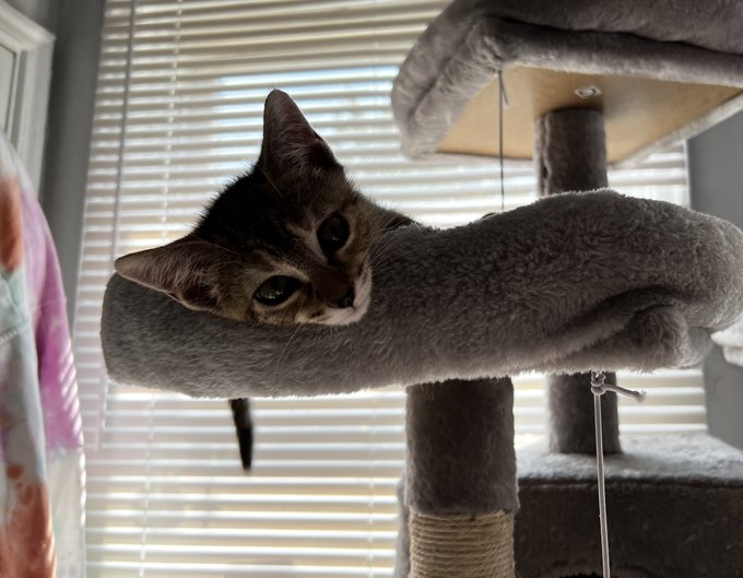 My sweet boy says hi 🥹💗 https://t.co/19G1S3QzIy<a href="/tag/newprofilepic"class="tags"><span>#newprofilepic</span></a>