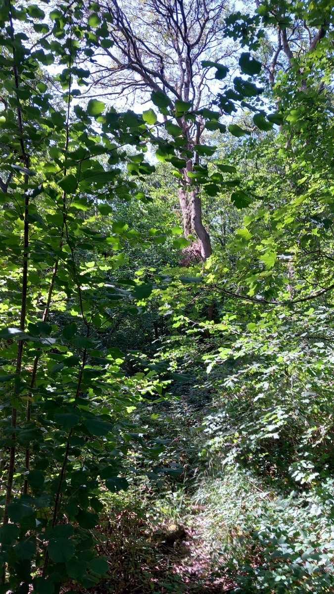 robcullen4's tweet photo. I walk to this place each day and sit awhile with a stand of huge Ash - the biggest of the trees standing dead while the others show signs of die back...and all the while a crowd of jays in the canopy making outrageous calls to each other.... #goodtobeout https://t.co/mYXdd80JcV