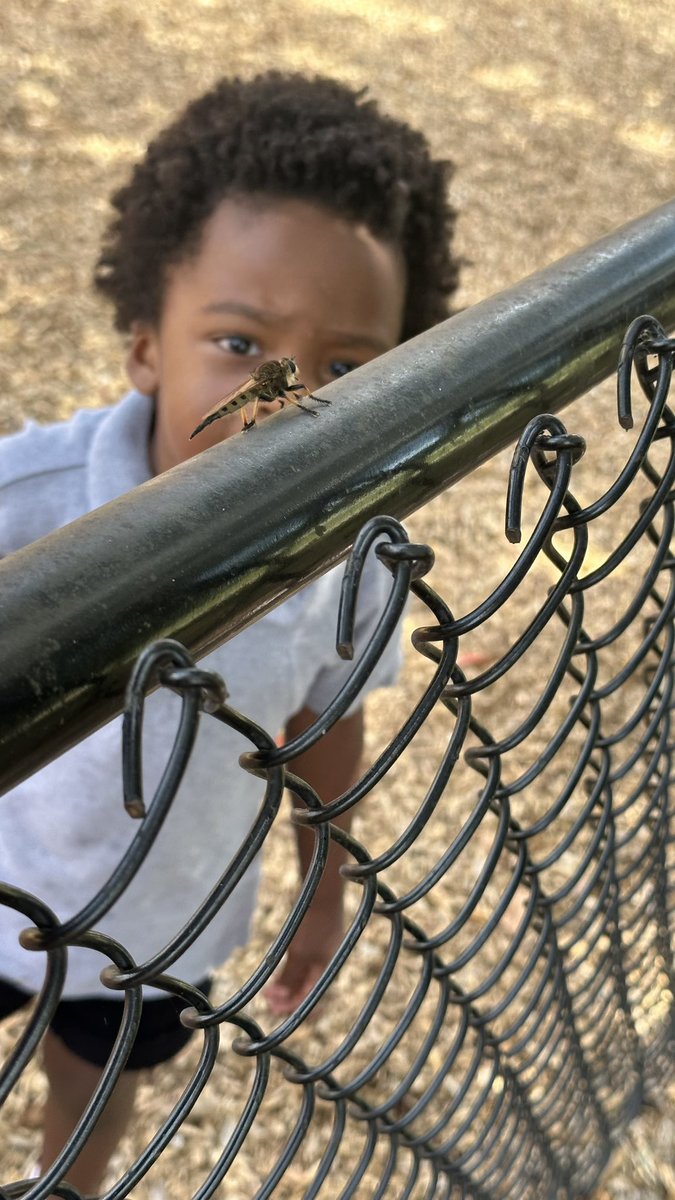 RCPS_EarlyLearn's tweet image. Dragonfly  Investigation
#dragonflies  #playgroundscience #science #pat #dph #AfterSchoolClub