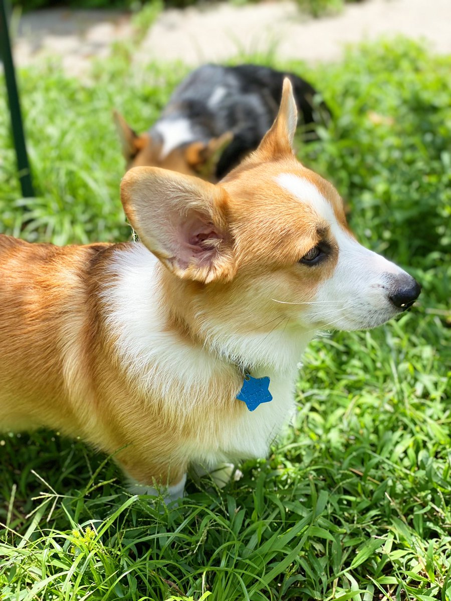 Good lord, 5 months is so long in puppy time! These boys have grown so much!