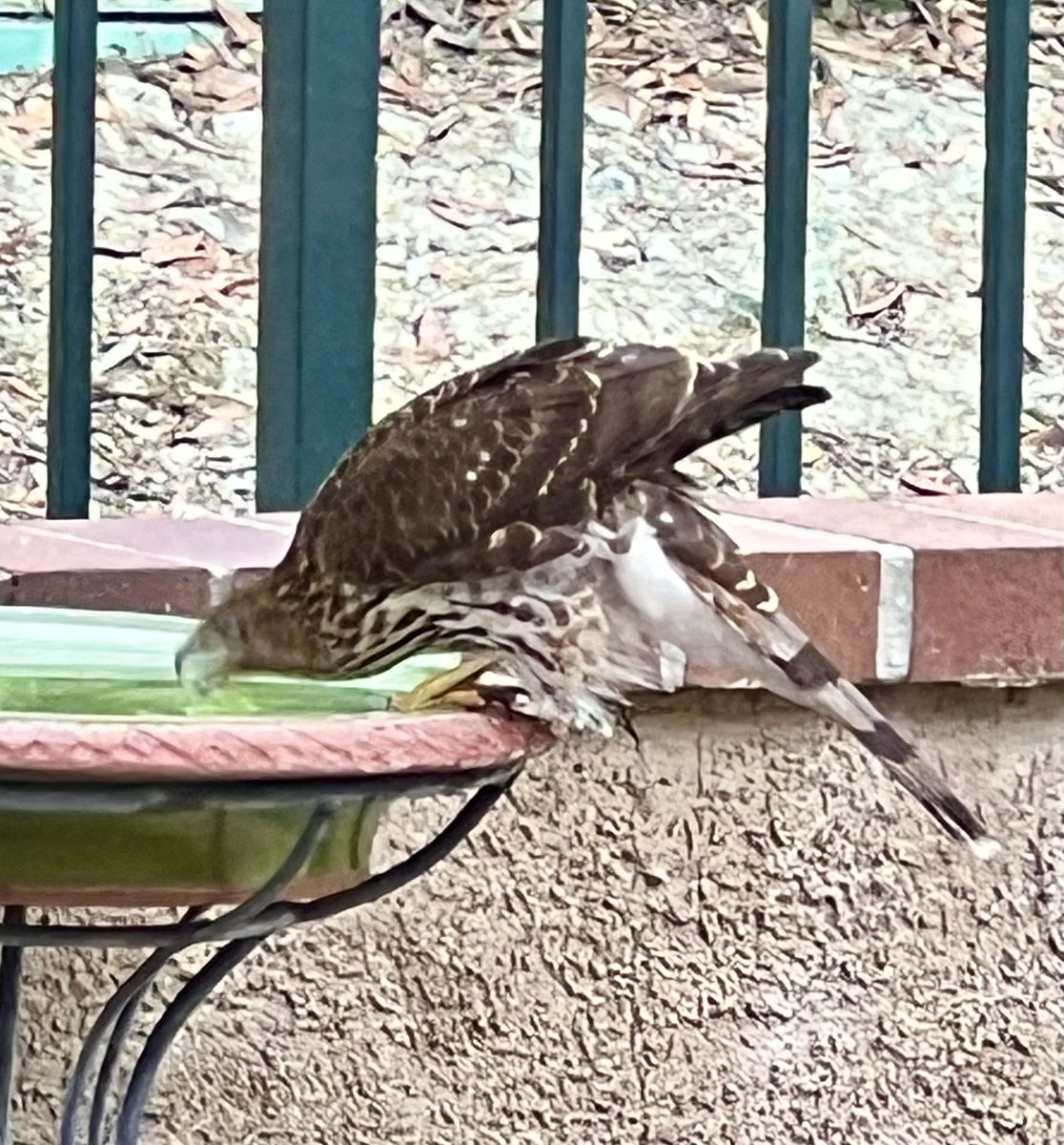mlzema's tweet photo. This beauty, a Cooper’s Hawk, dropped in for a drink and a short rest this morning. https://t.co/OBZIrnbspZ