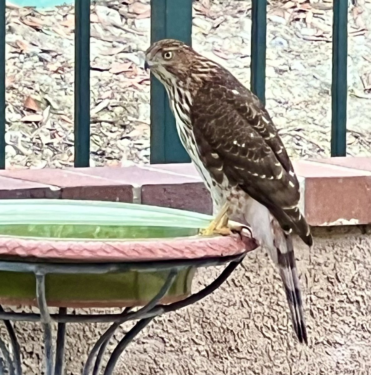 mlzema's tweet photo. This beauty, a Cooper’s Hawk, dropped in for a drink and a short rest this morning. https://t.co/OBZIrnbspZ