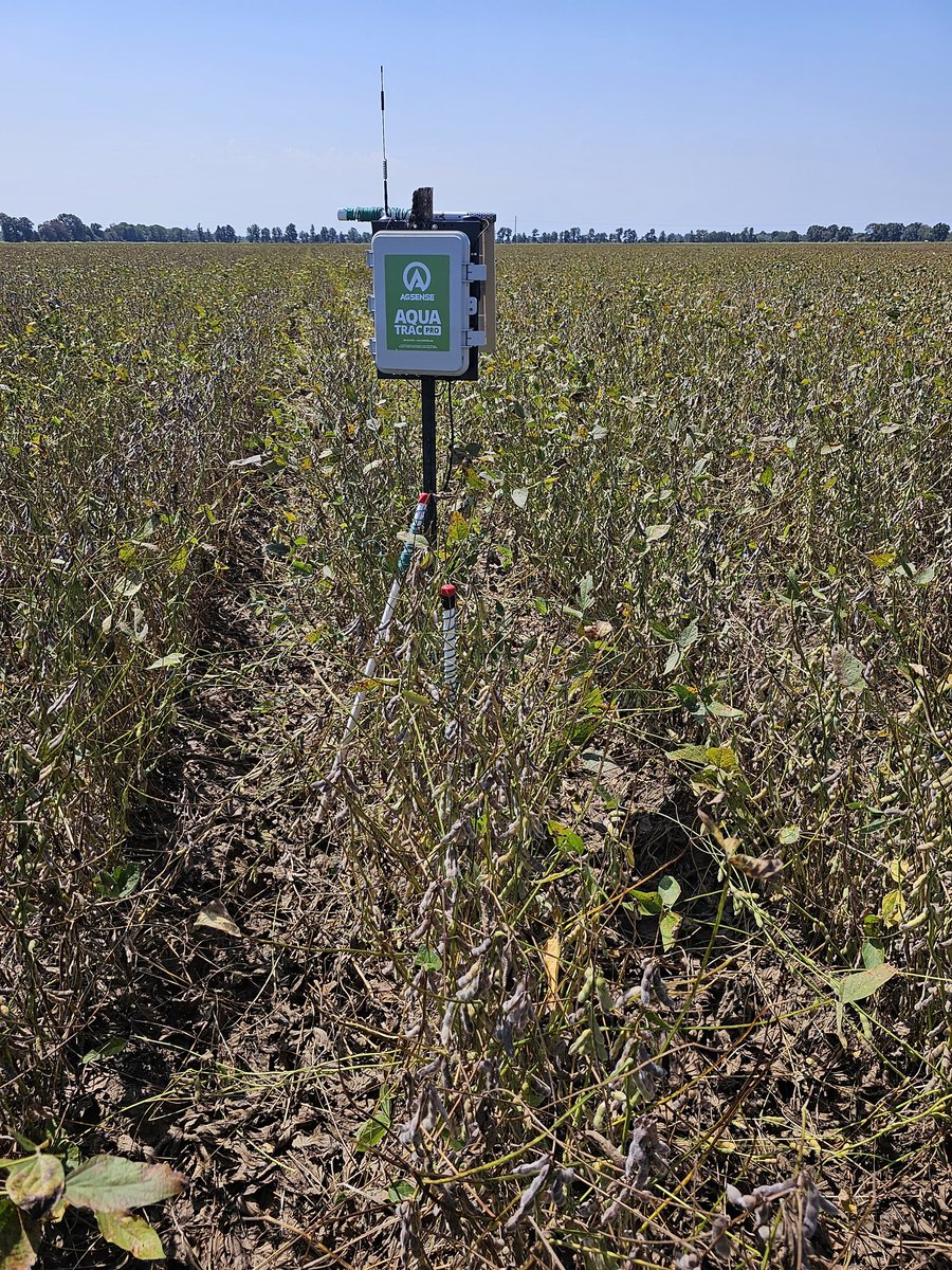 ar_verification's tweet image. Lawrence County SRVP. Done and waiting on harvest. With all the rain the past two days, it was a good time to pull the soil moisture sensors. Can&apos;t wait to see what they cut. @ExtLawrence