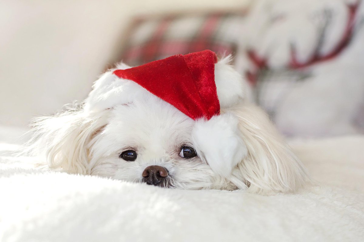 JessiCampoMusic's tweet photo. Happy Sunday! My Christmas concert this year will be for Dogs and feature your Dog.
Scan QR code to find out more info!! #jessicampomusic #jessi_campo #singersongwriter #latinx #recordingartist #concert #goodcause #Showevent #boleros #jazz #Entertainment #music https://t.co/rbDnOmiSMV