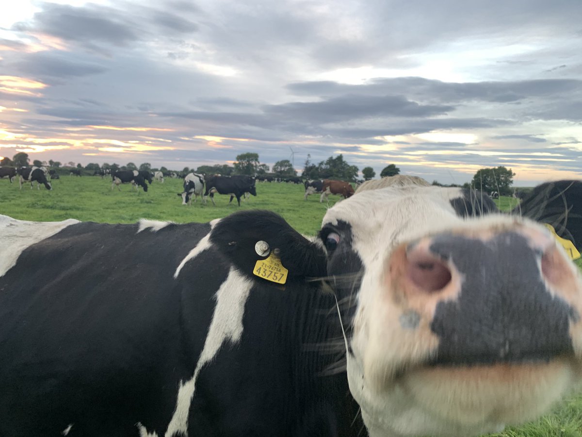 ParryJea's tweet photo. A beautiful evening, the cows are in great condition, the spring barley is safely in the shed and the straw and a baled 👌 https://t.co/ShsLBGjTv9