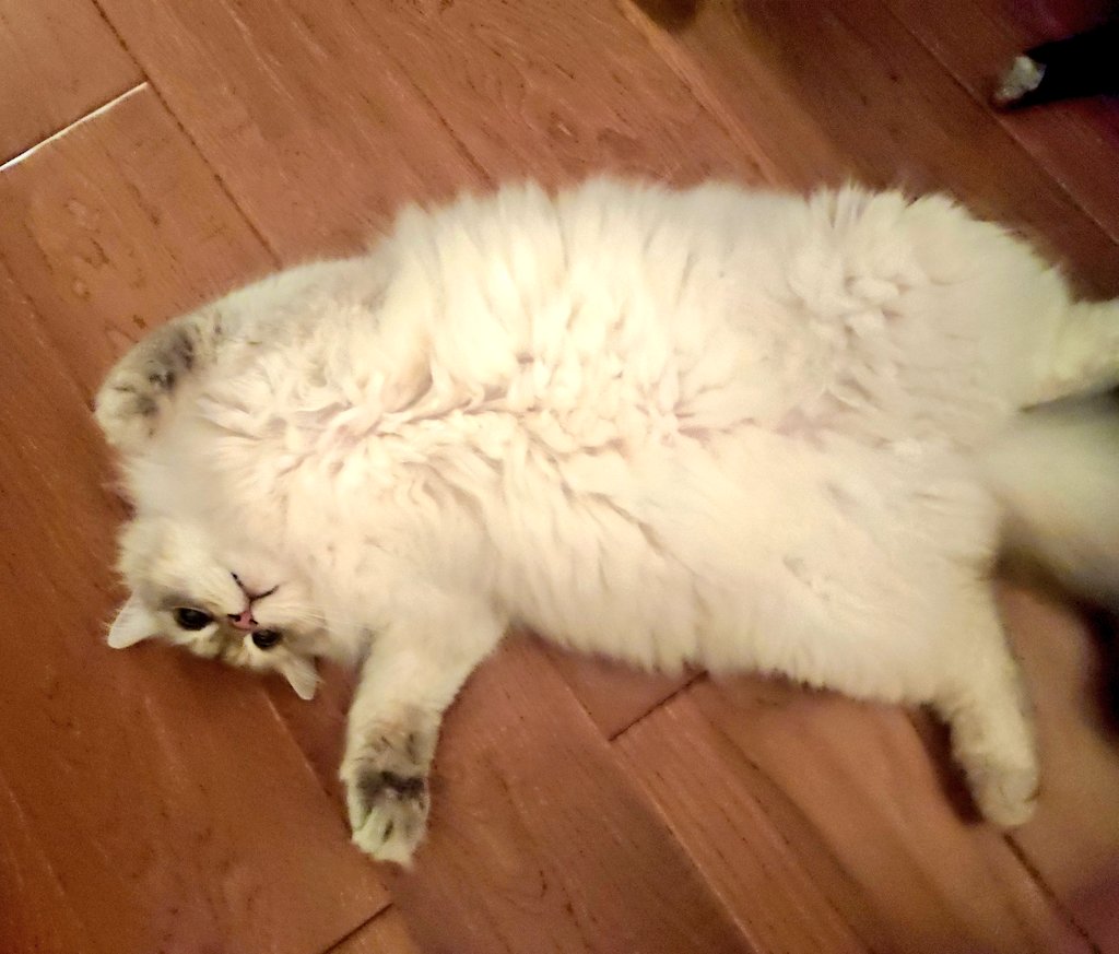 Это я увидела, что лофт постит кирпич и вваливаюсь в #коточетверг не глядя на календарь