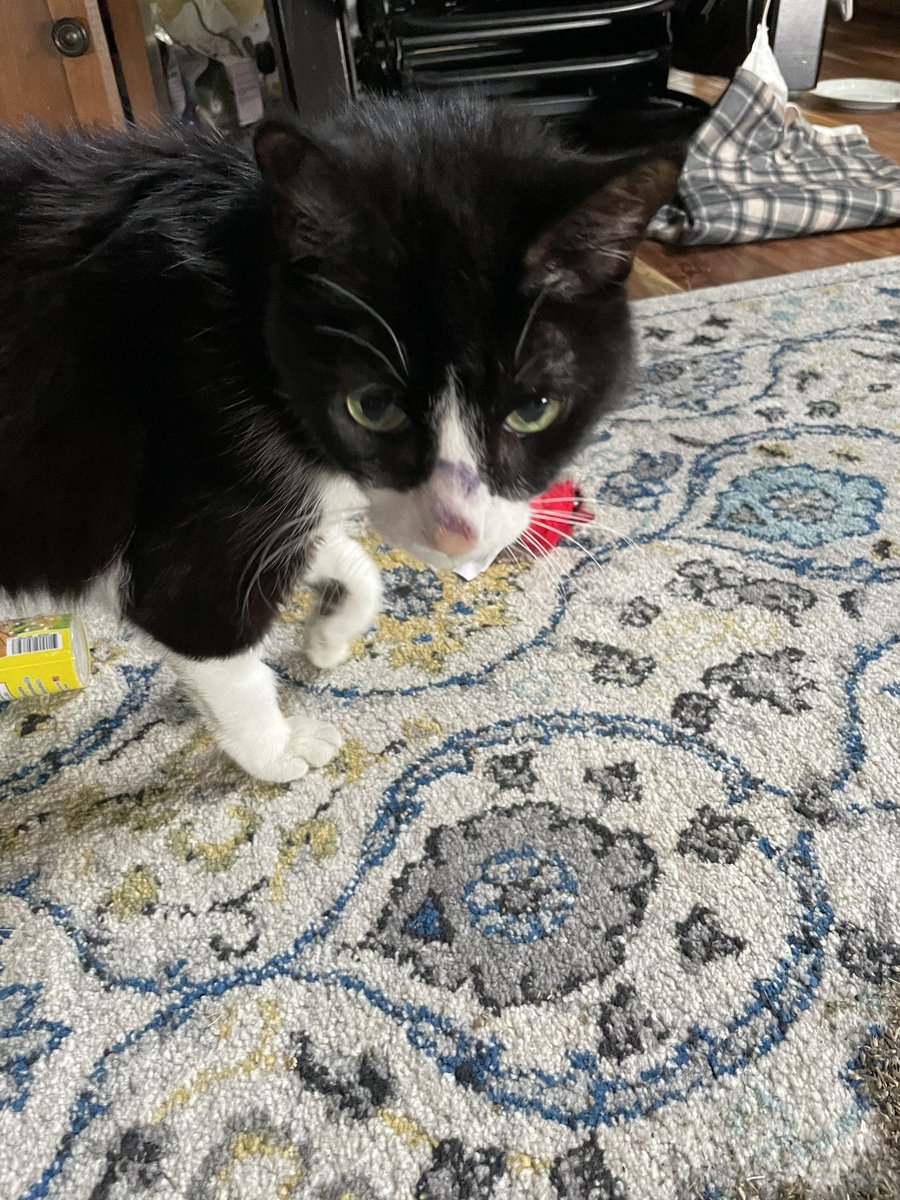 BeeToasty's tweet image. I lost my little guy this morning. After 14 year our house will feel empty. This is when I had lipstick on and gave him a big ol’ kiss. I wish I could do it now…