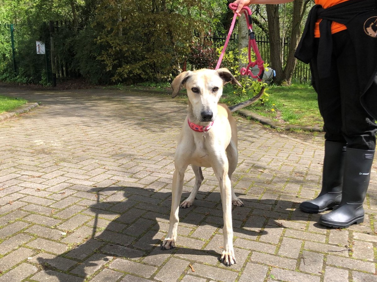 Please retweet to help Cyril find a home #MANCHESTER #UK Lovely Lurcher aged 2. Found as a stray, he gets on well with other dogs 🐶 Please contact the shelter in the link below for full info. DETAILS or APPLY👇 dogshome.net/dog-for-adopti… #dogs #Lurchers #pets #PetCrisis…