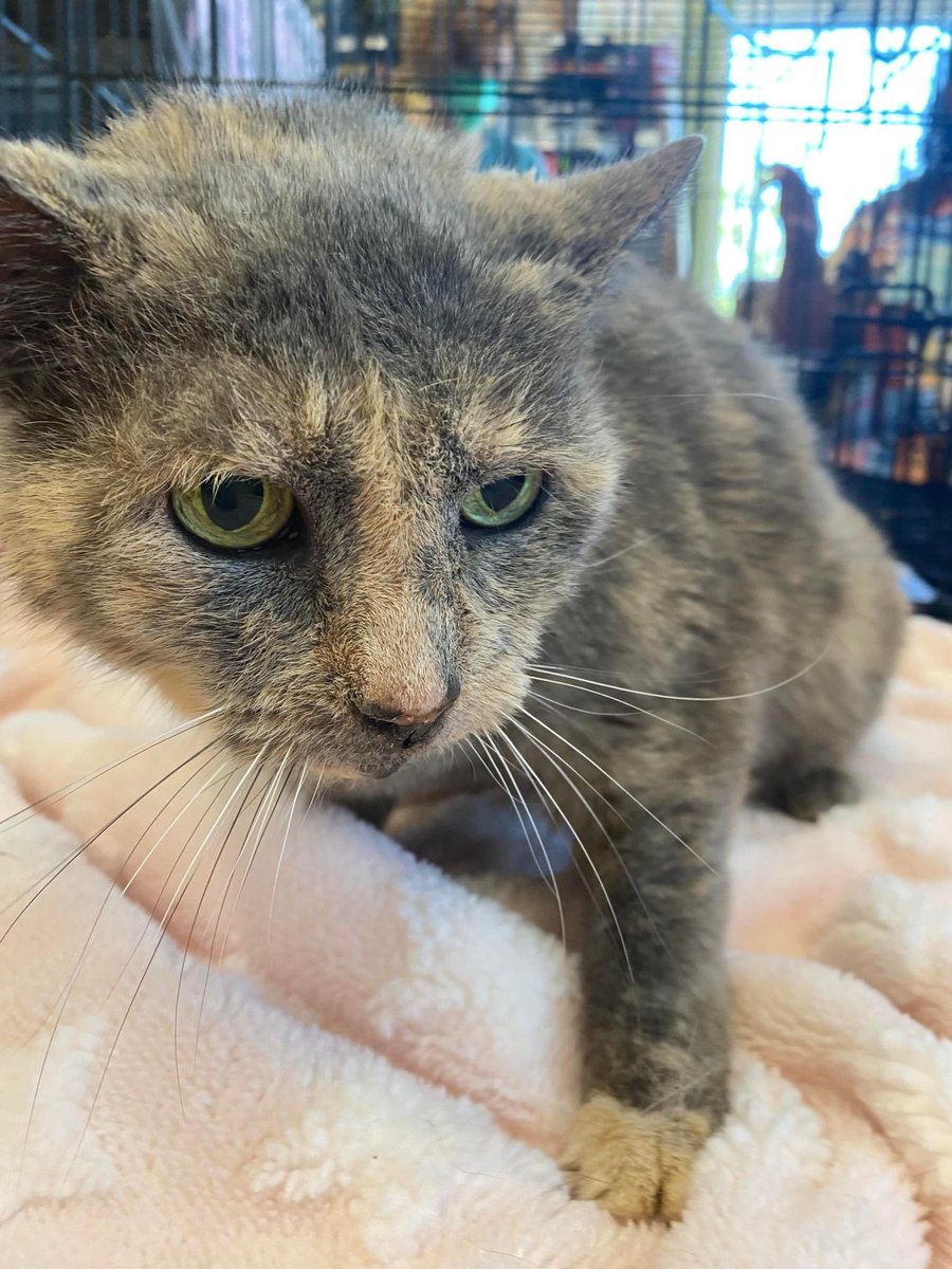 WriteOnSteph's tweet photo. Someone please adopt this baby Jane from @AARFrescue https://t.co/AR30x5qxV2 https://t.co/aW6gbOhNpW