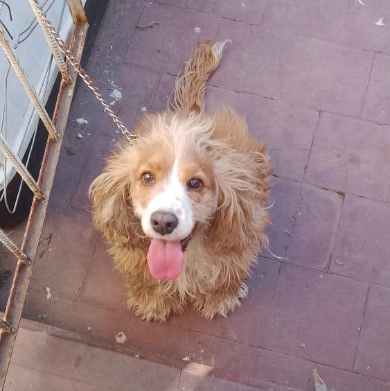 callejeritosDLV's tweet photo. caso externo urgente
Esta perrita l van a botar a la calle por que su dueña falleció y la familia no se va a hacer cargo de ella. Ella tiene al rededor de 4 a 7 años no se sabe si esta esterilizada, pero si no lo está se entregará con compromiso de hacerlo, favor difundir https://t.co/aD6OQmk3mb