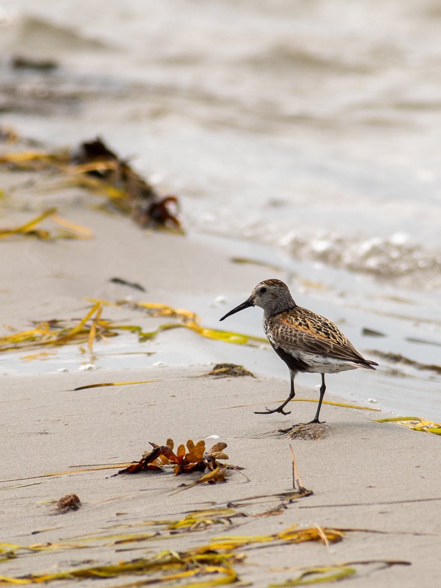 Går igenom foton från tidigare i år. Denna fågel såg vi på Öland och jag tror att det är en kärrsnäppa. 

#kärrsnäppa #dunlin #wildlifephotography #naturephotography