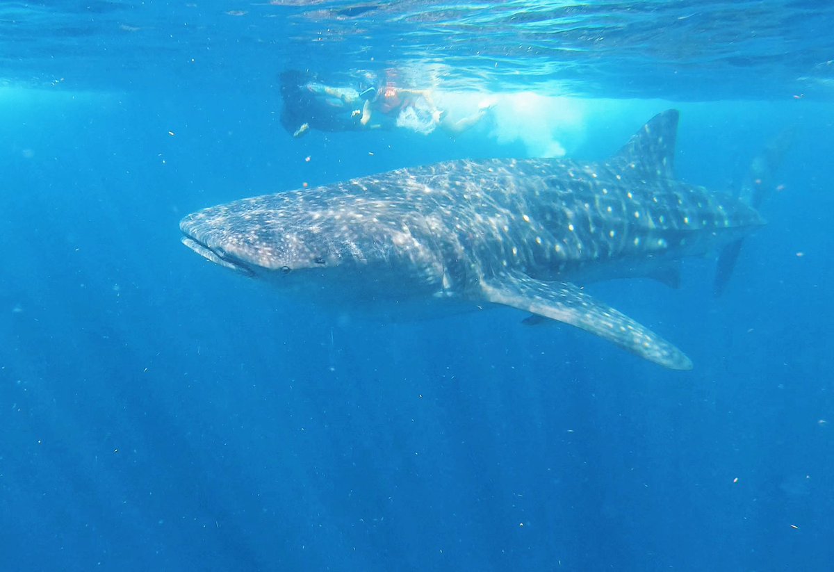 Ohhh my, what an experience. What an animal. What a privilege we have to share our world with these gentle giants. A moment I won’t ever forget 🩵