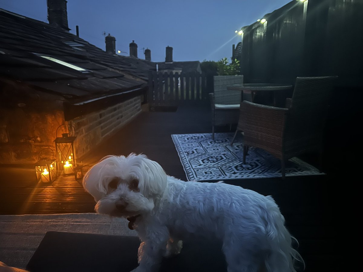 HTNantiques's tweet photo. Tonight’s office for the #vintageshowandsell - the boss says she hopes lots of people buy nice things from me so she can have more #dentastix https://t.co/2ofjWlXv2r