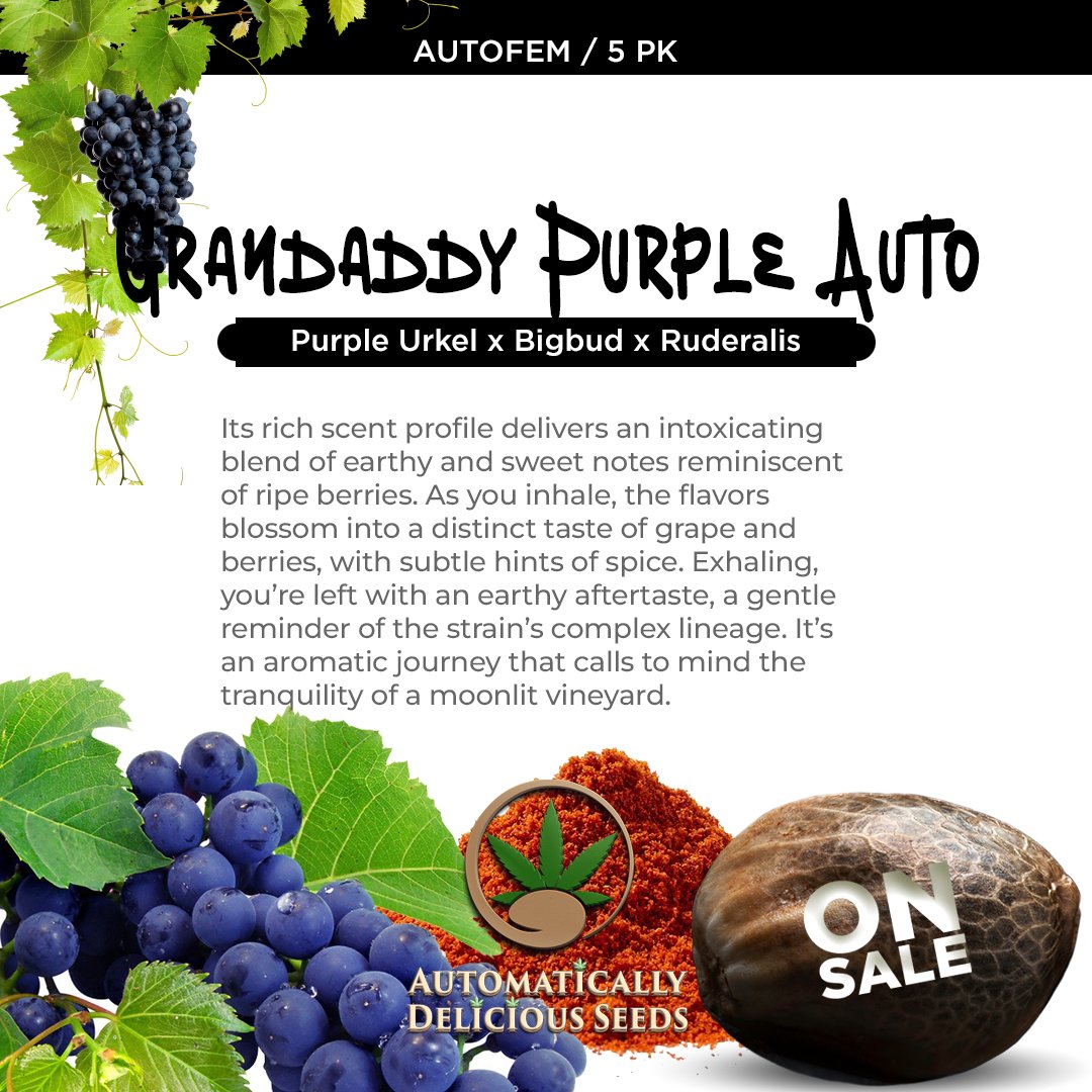 AutoDelish's tweet image. This beauty is a child of Purple Urkle, famed for its deeply soothing properties, and Big Bud, known for its large, resinous buds and sturdy structure: bit.ly/auto-delish-se…

#Cannabis #CannabisCommunity #cannabislife #420Life #cannabisgrowers #seedsherenow #autodelish