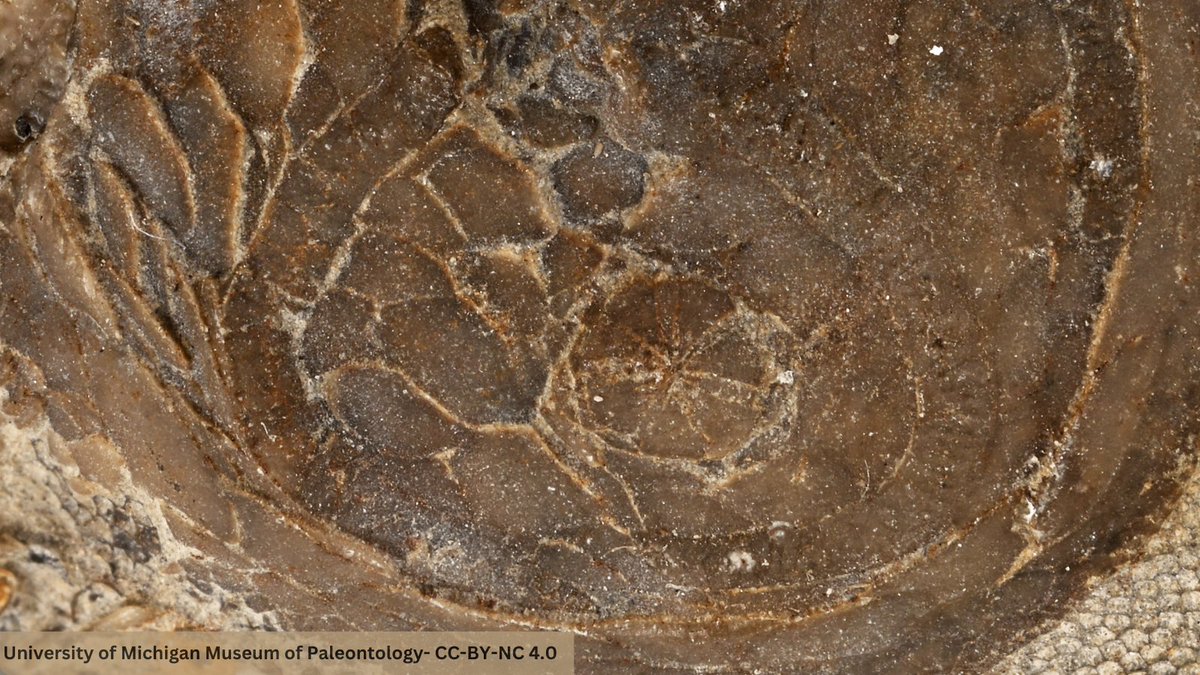 🤔#WhatIsItWednesday...? 

#PaleoEchino <a href="/NSF/">U.S. National Science Foundation</a> grant at <a href="/UMichPaleo/">UM Paleontology</a> should be a good starting hint... 

⭐️ if you get the specific group
⭐️⭐️ + if you get the prominent feature
⭐️⭐️⭐️ + if you get species &amp; time period