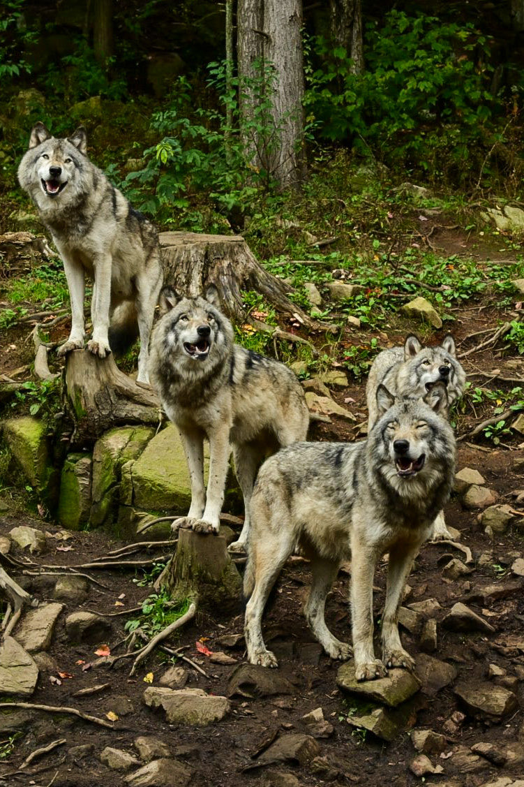 ZoeandMePhotog1's tweet photo. One of the most beautiful animals in the world!
Happy #WildWednesday
#wolves
#photography
#beautifulplanet
#planetearth
#naturephotography
#wildlife
#animal
#canada
#nikon
#greywolve
#nature https://t.co/c4nnlnPgmM