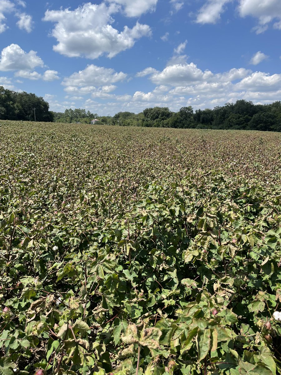 A cotton field in Mitchell Co, GA overrun with areolate mildew. Catch this disease early and it is easily controlled with a fungicide application. Sometimes takes two applications. Miss it and it will punish your crop and your yield. Don’t miss it. UGA Extension