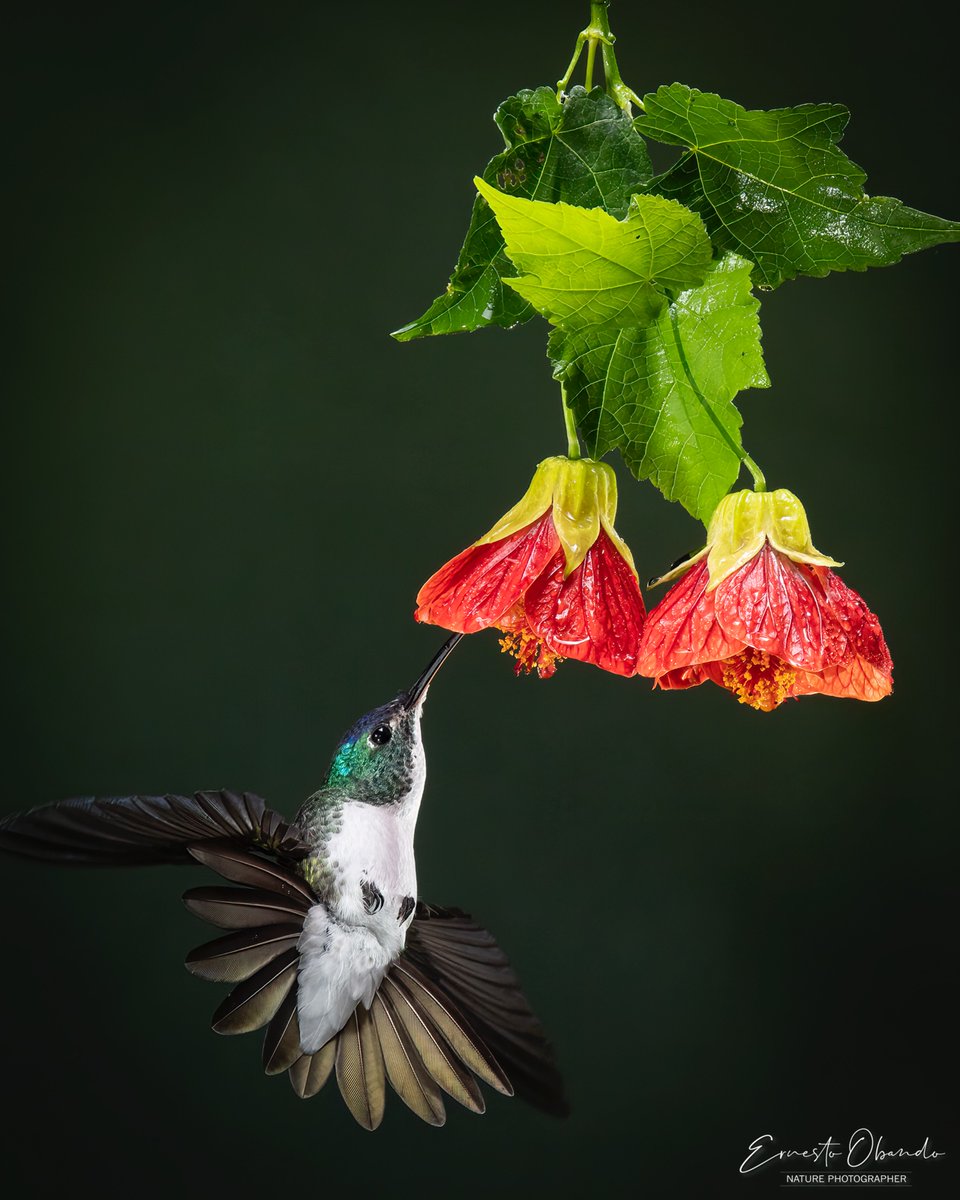 Un increíble Esmeralda Andina (Amazilia franciae) entrando acrobáticamente  a la flor... Una situación común en los jardines de Colombia, Ecuador y Peru, países en los que habita este colibrí.