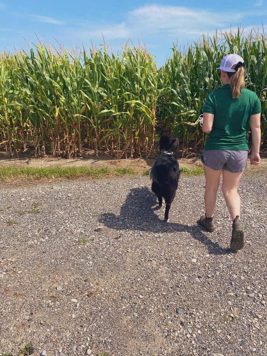 TStevensonAgris's tweet photo. Had a couple tour guides on todays corn yield field walk in Wallacetown! Very friendly & knowledgeable on where all the good yields were! 🐶#GLGTour2023 #dogsofagris https://t.co/b4F6K1QRDI