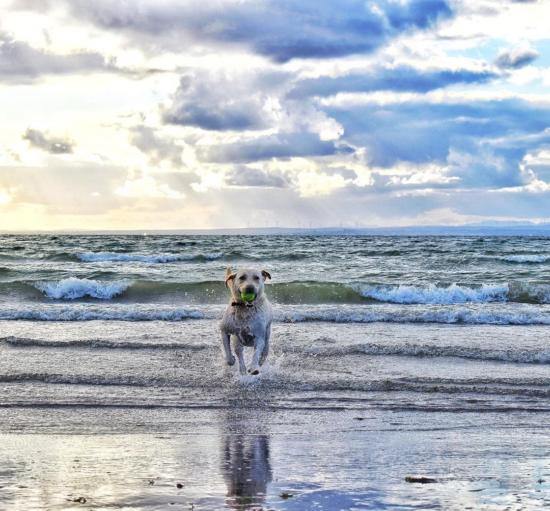 Having fun in the sun at Traught Beach... 🐕🌊🏖️😍 📸 IG/ gone4adrive_ireland 📍 Traught Beach, Kinvara #Beach #Sun #Sand #Sea #Fun #DogsLife #Fetch #Swimming #TraughtBeach #GalwayBay #Kinvara #Galway #Ireland #VisitGalway