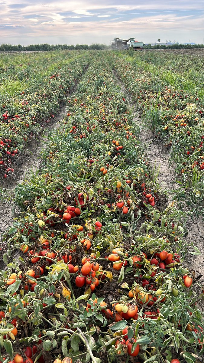 amgstucho's tweet photo. Rematando la campaña 2023 del #TomateDeIndustria en #VegasAltasDelGuadiana #DonBenito #Extremadura #GIP #Agostaderos #Casat #Pronat #Procat #HarvestTime #MadeInExtremadura 🚜🍅🥫 https://t.co/gEG8XczeIC