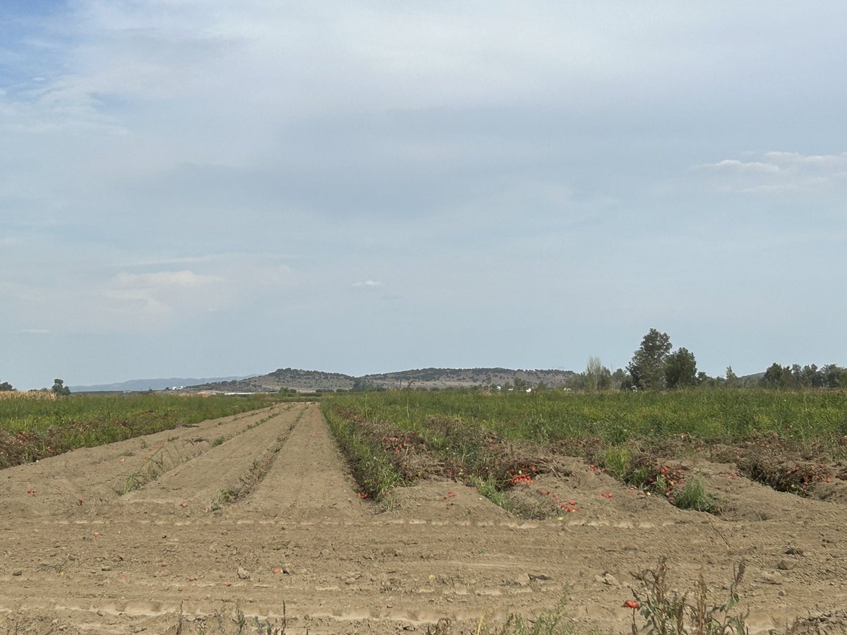 amgstucho's tweet photo. Rematando la campaña 2023 del #TomateDeIndustria en #VegasAltasDelGuadiana #DonBenito #Extremadura #GIP #Agostaderos #Casat #Pronat #Procat #HarvestTime #MadeInExtremadura 🚜🍅🥫 https://t.co/gEG8XczeIC