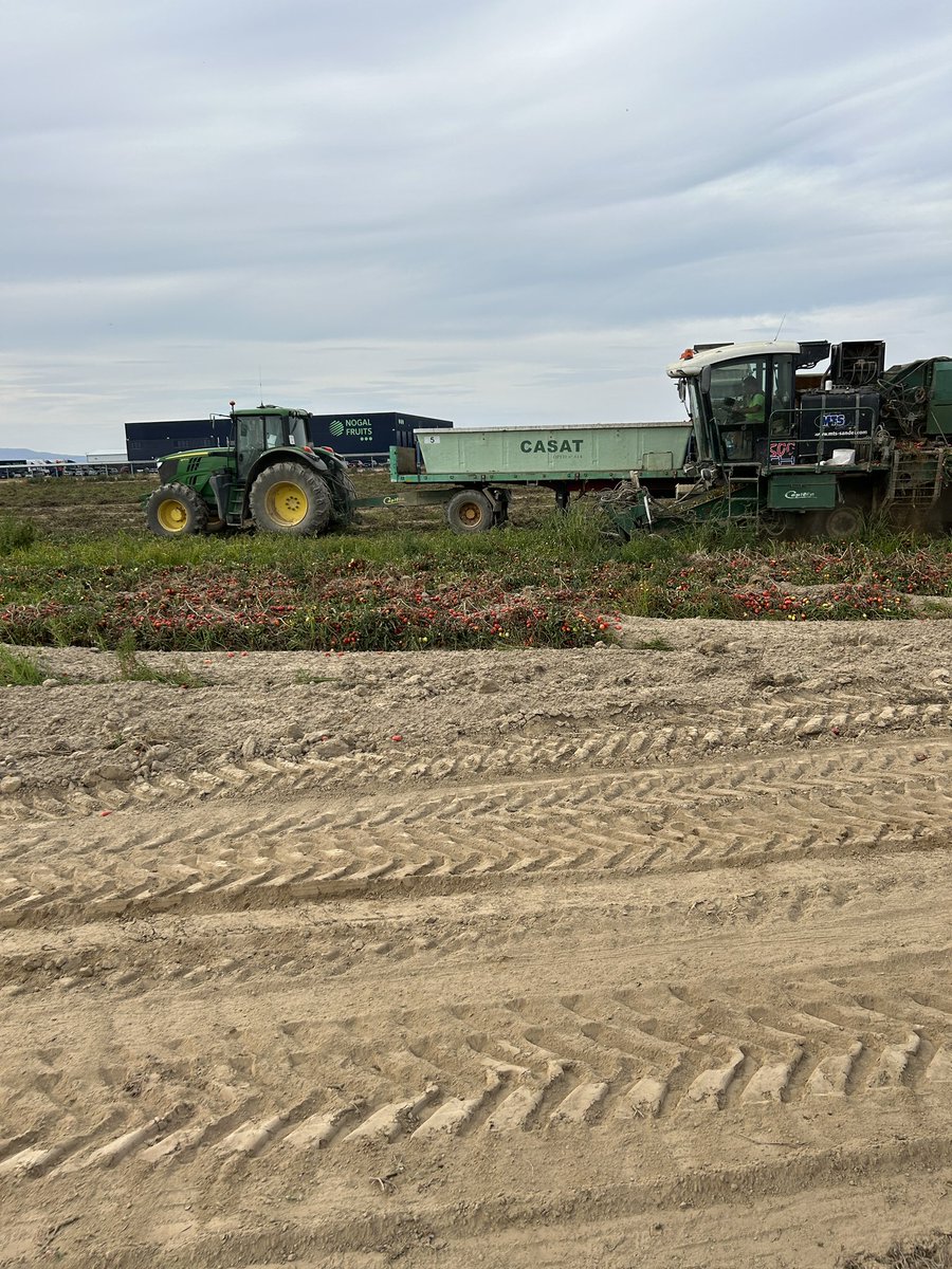 amgstucho's tweet photo. Rematando la campaña 2023 del #TomateDeIndustria en #VegasAltasDelGuadiana #DonBenito #Extremadura #GIP #Agostaderos #Casat #Pronat #Procat #HarvestTime #MadeInExtremadura 🚜🍅🥫 https://t.co/gEG8XczeIC