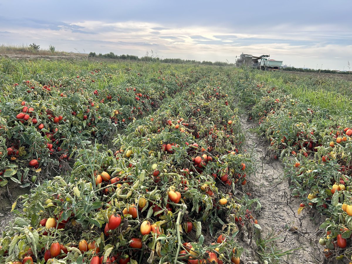 amgstucho's tweet photo. Rematando la campaña 2023 del #TomateDeIndustria en #VegasAltasDelGuadiana #DonBenito #Extremadura #GIP #Agostaderos #Casat #Pronat #Procat #HarvestTime #MadeInExtremadura 🚜🍅🥫 https://t.co/gEG8XczeIC