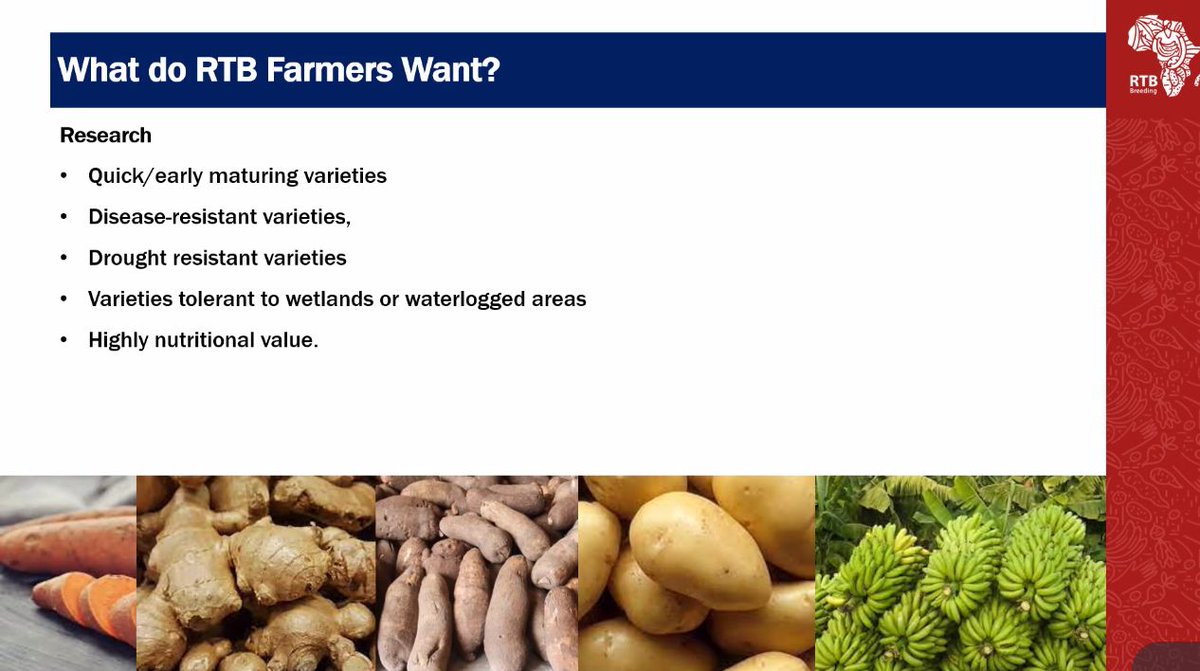 nrcri_umudike's tweet photo. What #RTB Breeding farmers want
โ Quick/early maturing varieties
โ Disease-resistant varieties
โ Drought resistant Varieties
โ Varieties tolerant to wetlands or waterlogged areas
โ Highly nutritional value
-Prof Garba H. Sharubutu
ES, ARCN
#RTBBreeding Kick-off Meeting https://t.co/cFwrK4PVoB