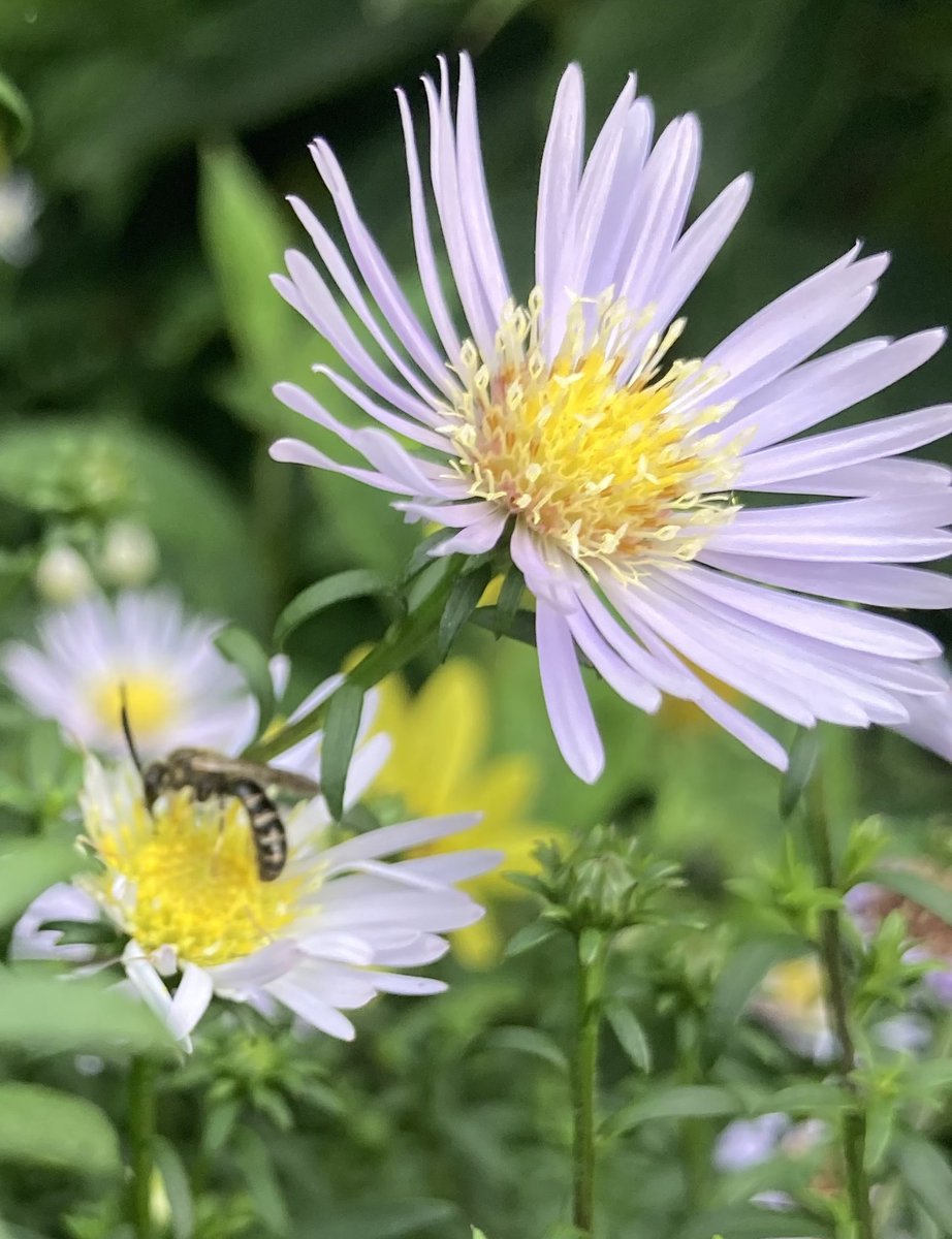 AddiscombeAmbassador tweet media