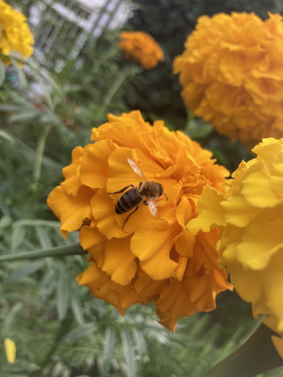 AddiscombeAmbassador tweet media