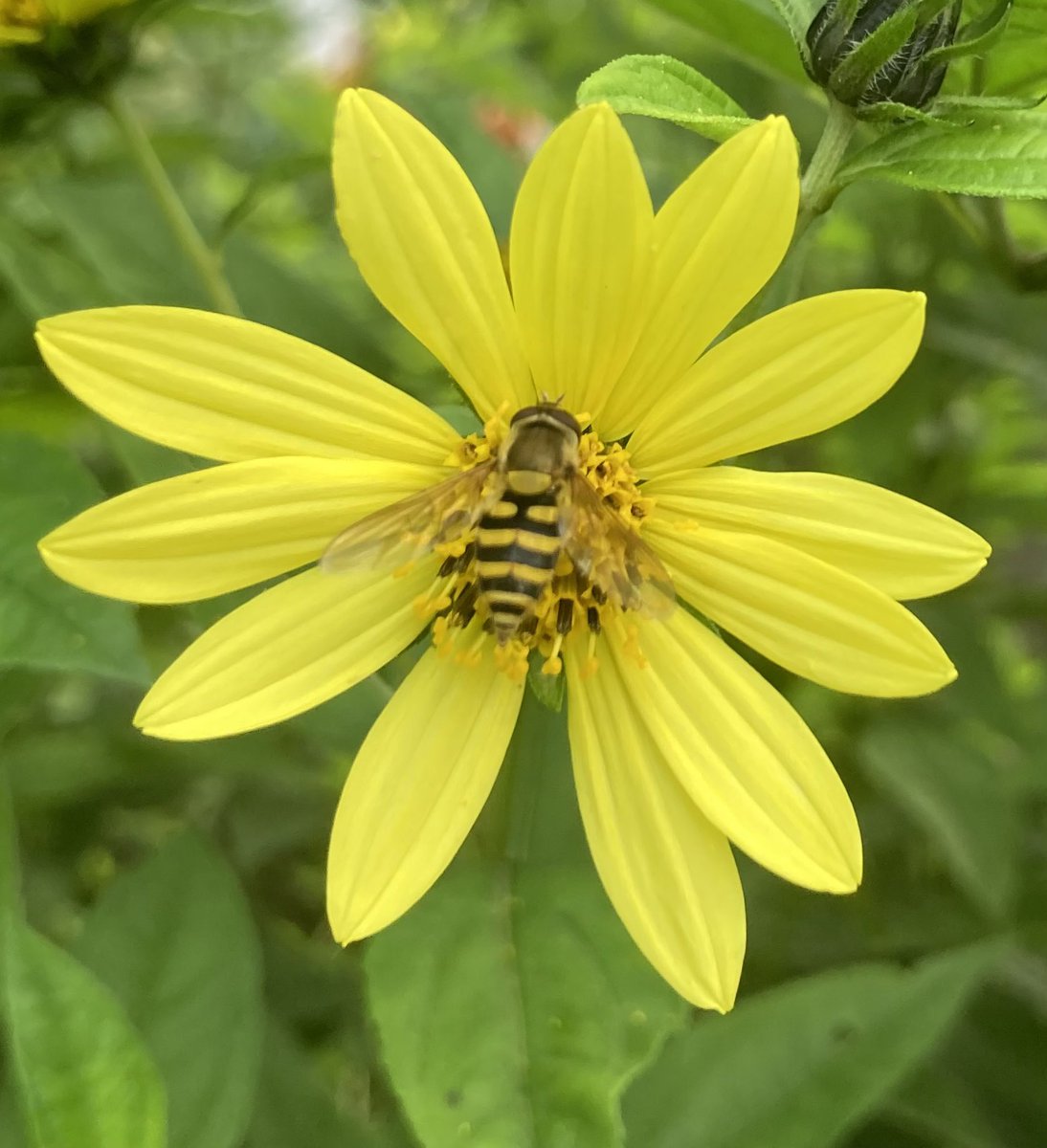 AddiscombeAmbassador tweet media