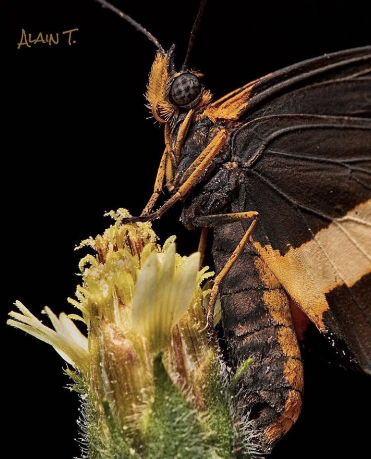 Hypnotizing butterfly (Microtia elva), photo taken by Alain T.