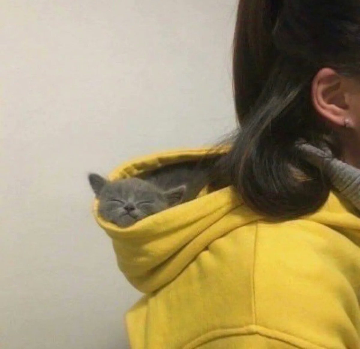 ShouldHaveCat's tweet photo. https://t.co/8EUDGVjCVt