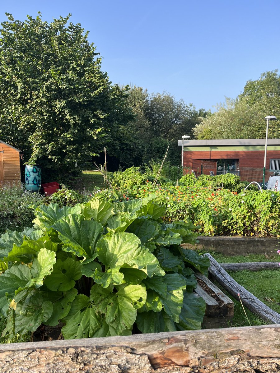 MissTBrookburn's tweet photo. Our allotment looking amazing in the sunshine! 🍇 🌱 ☀️ @AllotmentDen https://t.co/57gFPZ32kl