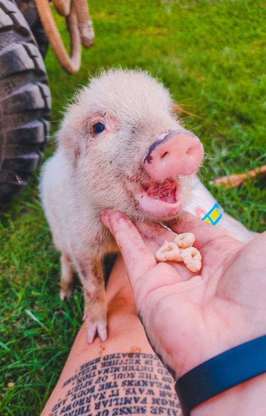 Vegan FTA tweet media