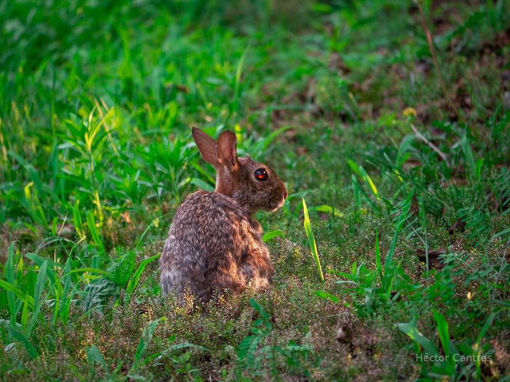 #rabbit with red eye. 

#bunny #Cottontail #nature #naturelovers #rabbitlovers #wildlife #WildlifeWednesday