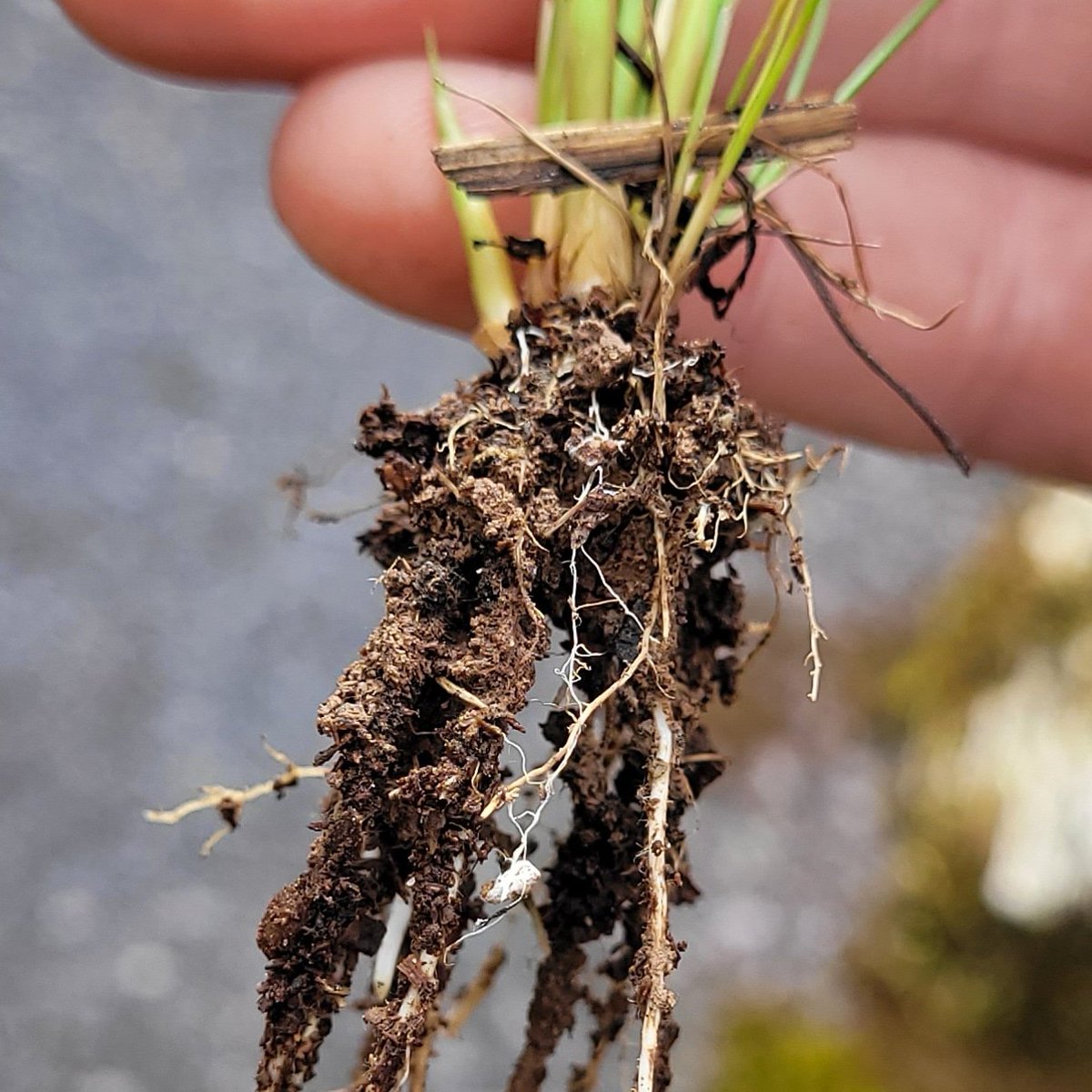 Rhizosheath forming with fungal strands on a rush seedling.  What you need to see in healthy 'Living' soil. If you'd like to know more Join us on Saturday 9th September 2pm to 5pm to book bumblebeeflowerfarm.ie/shop
 #biologyworks #SoilHealth