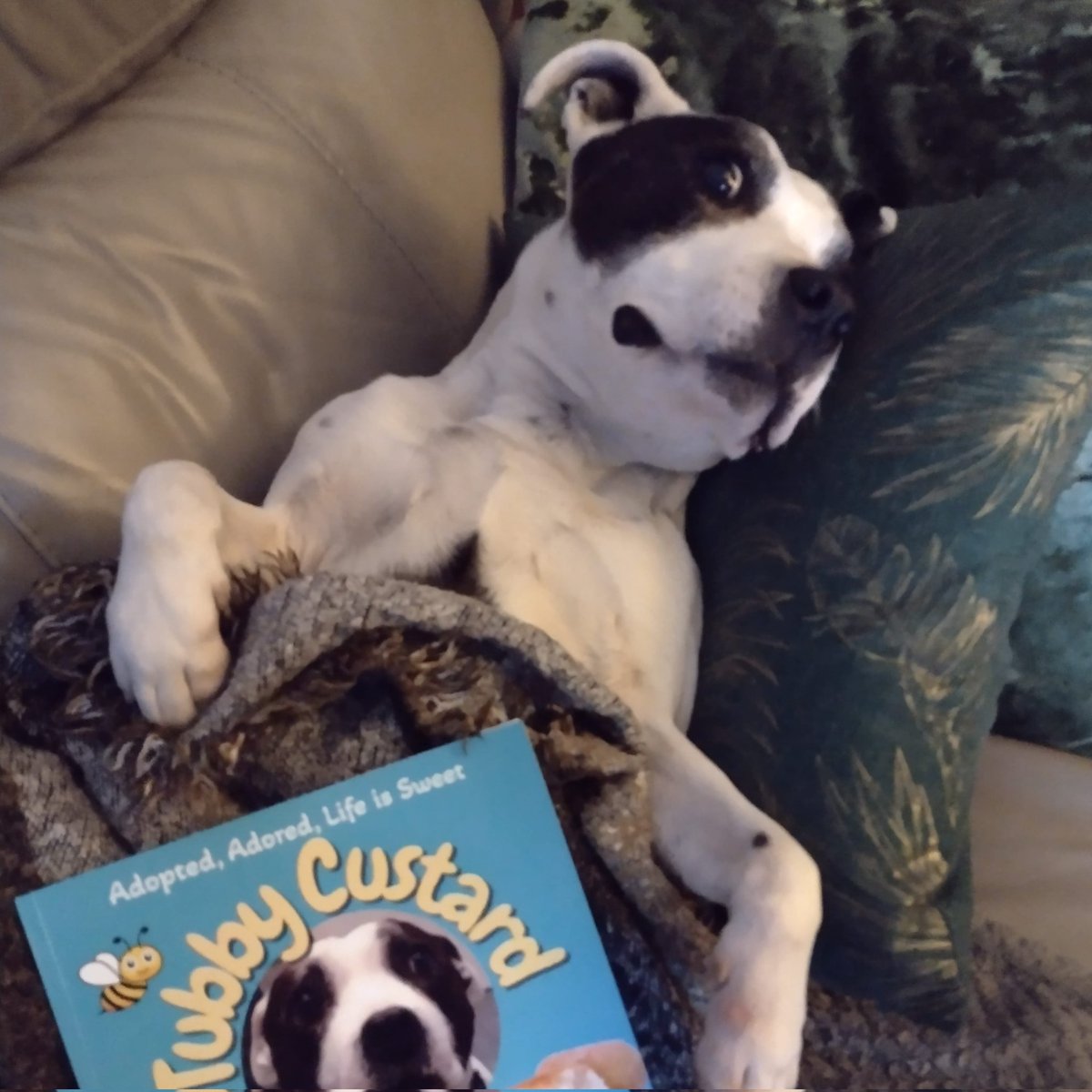 National read a book day...this book gives to dog rescue too...a brilliant little book, a story of successful adoption ❤️
<a href="/SeniorStaffy/">Senior Staffy Club Dog Rescue</a> Buy your copy and help senior staffy's.
seniorstaffyclub.co.uk