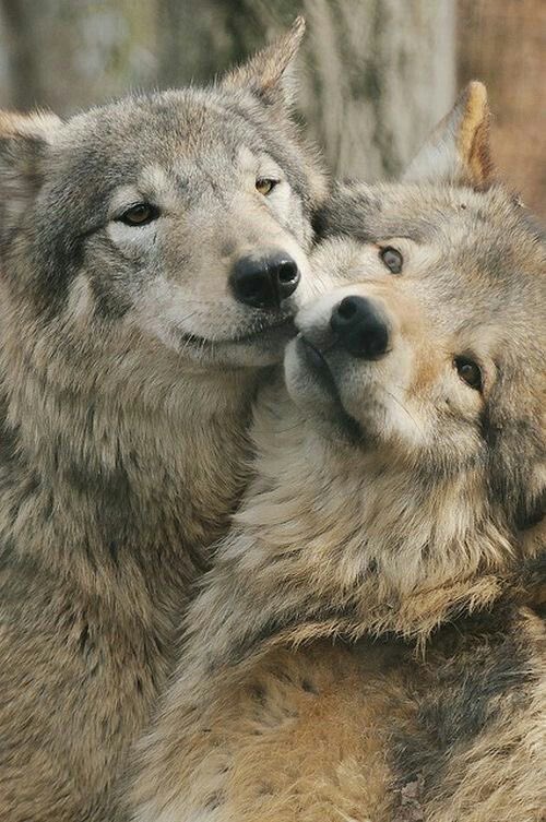 WOLF LOVERS (@wolfrescues22) on Twitter photo 