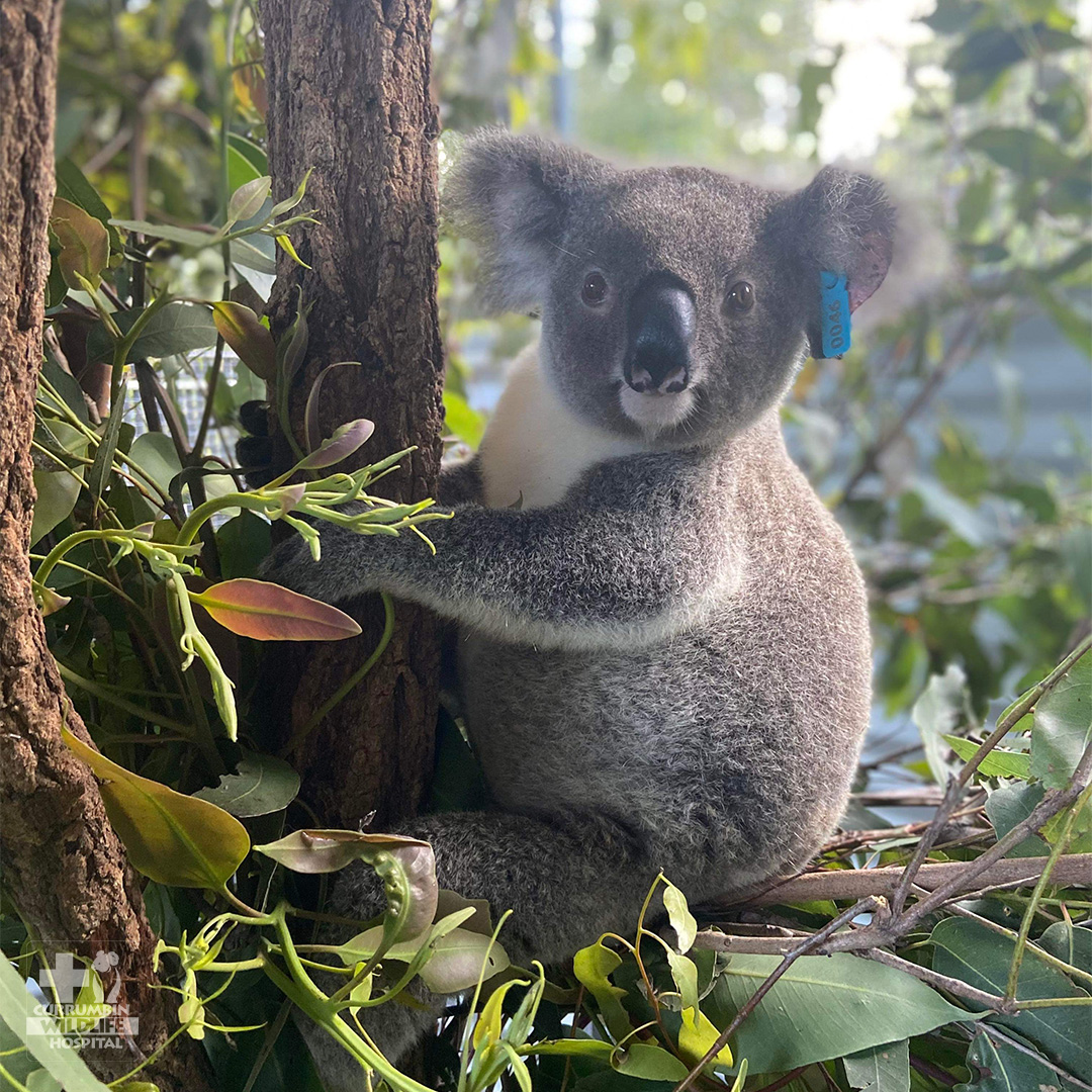 Currumbin Wildlife Hospital tweet media