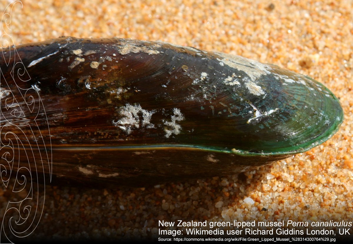 Natural Sciences at Massey (@natscimassey) on Twitter photo Vibrio parahaemolyticus is a pathogen of seafood, incl. mussels. <a href="/NatSciMassey/">Natural Sciences at Massey</a>'s Dragana Gagic, researchers from <a href="/MasseyUni/">Massey University</a> School of Food and Advanced Technology, <a href="/plantandfood/">Plant & Food Research</a> & <a href="/LincolnUniNZ/">Lincoln University</a> study the effect of peroxyacetic acid on V. para. cell count: doi.org/10.1016/j.ijfo… Vibrio parahaemolyticus is a pathogen of seafood, incl. mussels. <a href="/NatSciMassey/">Natural Sciences at Massey</a>'s Dragana Gagic, researchers from <a href="/MasseyUni/">Massey University</a> School of Food and Advanced Technology, <a href="/plantandfood/">Plant & Food Research</a> & <a href="/LincolnUniNZ/">Lincoln University</a> study the effect of peroxyacetic acid on V. para. cell count: doi.org/10.1016/j.ijfo…