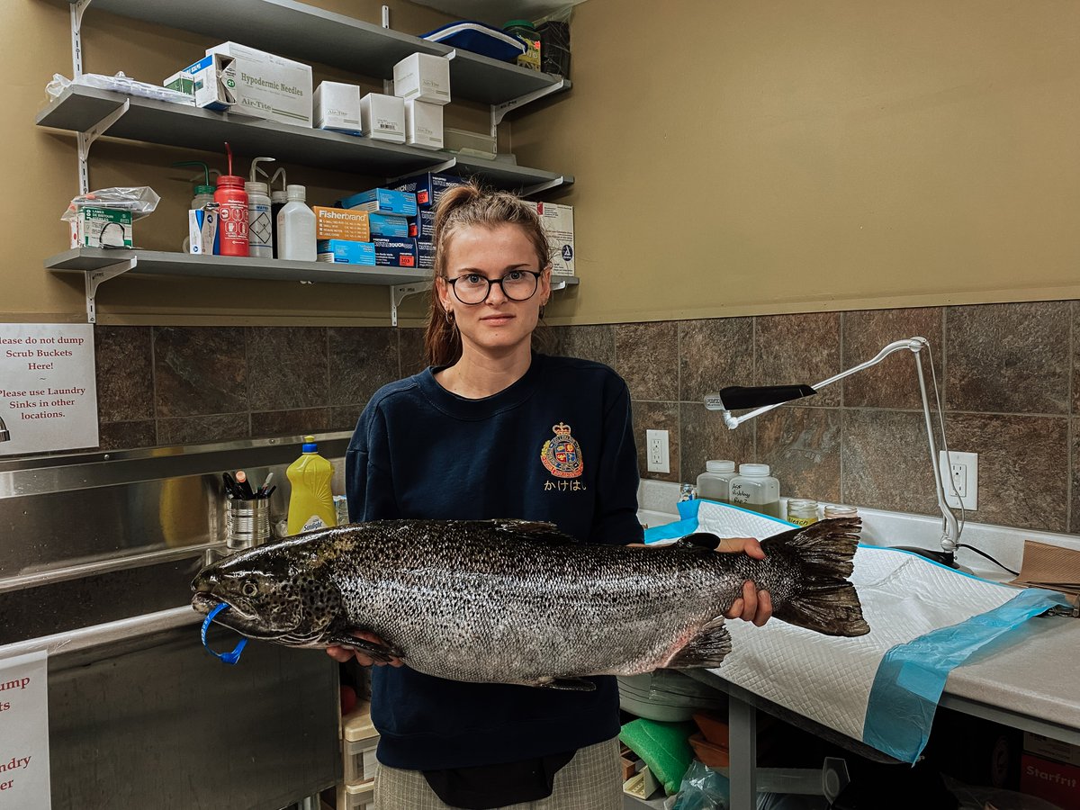 ASF researchers have removed 46 escaped aquaculture salmon from the Magaguadavic River fishway in southwest New Brunswick since August 1. 

Aquaculture escapees are a high-level threat to wild Atlantic salmon. Read more about this problem here:
 ow.ly/Ep3750PIu3K