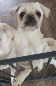 The_Animal_Team's tweet photo. White female #Pug #missing from #IngoldsbyRoad #Gravesend #DA12 area, #Kent since 31/8/23. https://t.co/7DvjJ2i0R2 #MissingDog #MissingPug #dogsoftwitter https://t.co/xE1TmSSxJo