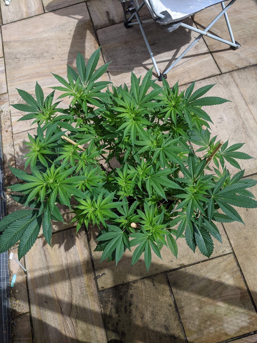 ElixirGrows tweet picture