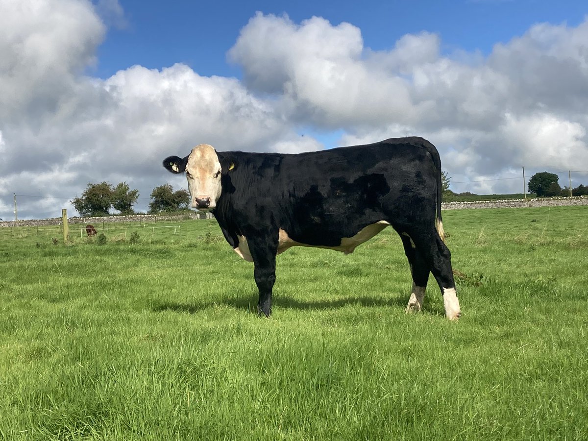 Ciarankinahan (@ciaran_kin) on Twitter photo 1/2 ⭐️ Charity Hereford bullock for sale ⭐️
🏆Harry the Hereford will be for sale tomorrow Thursday 07/09/2023 at GVM Auctioneers Tullamore being lot 139, selling roughly at 12:00pm
Harry was purchased by Irish Hereford Prime as part of a charity fundraising scheme organised by 1/2 ⭐️ Charity Hereford bullock for sale ⭐️
🏆Harry the Hereford will be for sale tomorrow Thursday 07/09/2023 at GVM Auctioneers Tullamore being lot 139, selling roughly at 12:00pm
Harry was purchased by Irish Hereford Prime as part of a charity fundraising scheme organised by
