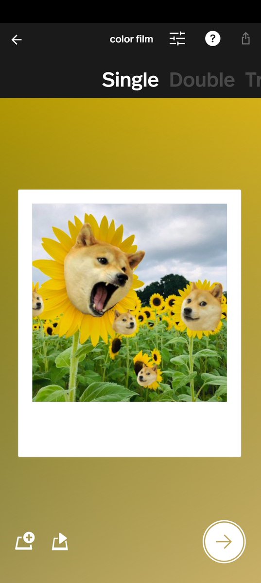 DogePolaroid's tweet photo. Good night🤍
#DoOnlyGoodEvery https://t.co/bvIdgktHql